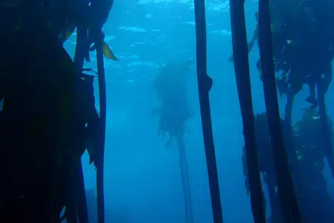 海藻林潜水认证
