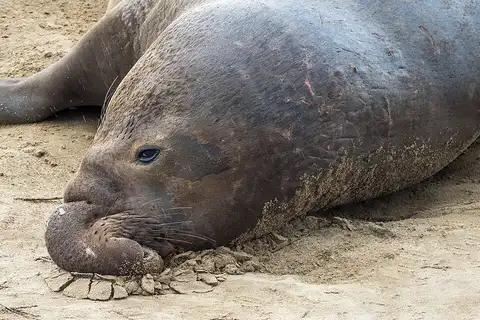 象海豹角斗季